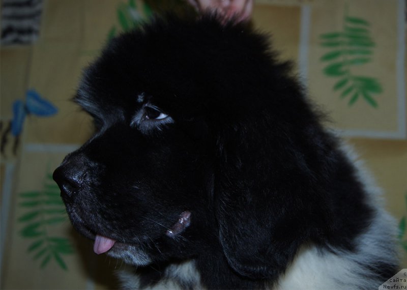 Фотография № 209206