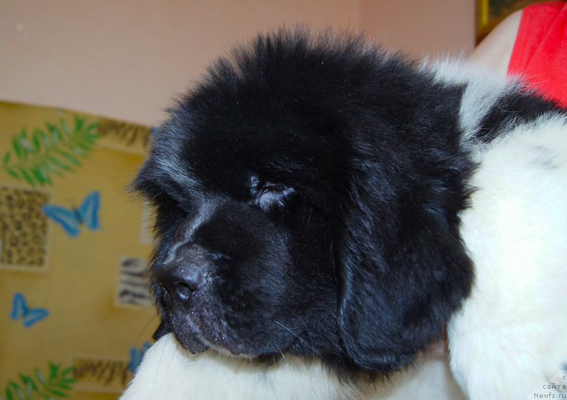 Фотография № 209208