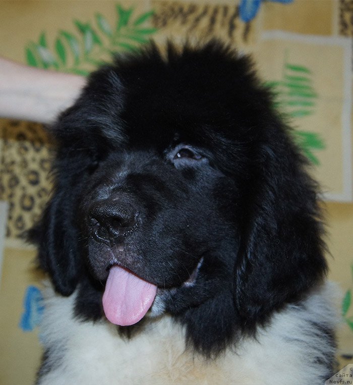 Фото: ньюфаундленд Super Bizon Raritet (Супер Бизон Раритет)