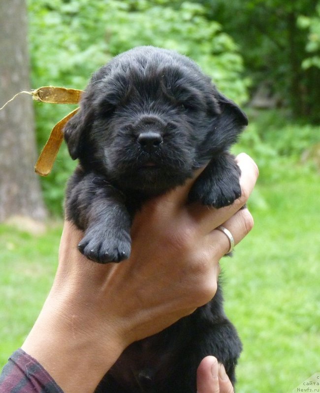 Фото: ньюфаундленд Smigar Severnaya Verona (Смигар Северная Верона), ньюфаундленд Greatfire Stalker iz Volotova