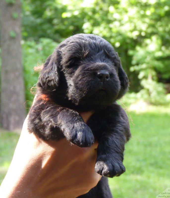 Фото: ньюфаундленд Greatfire Stalker iz Volotova, ньюфаундленд Smigar Severnaya Verona (Смигар Северная Верона)