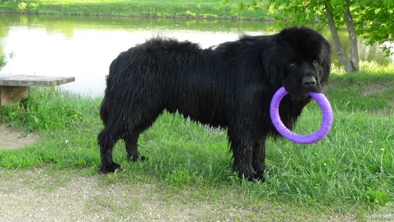 Фото: ньюфаундленд Sent Djons Optimus Prime (Сент Джонс Оптимус Прайм)