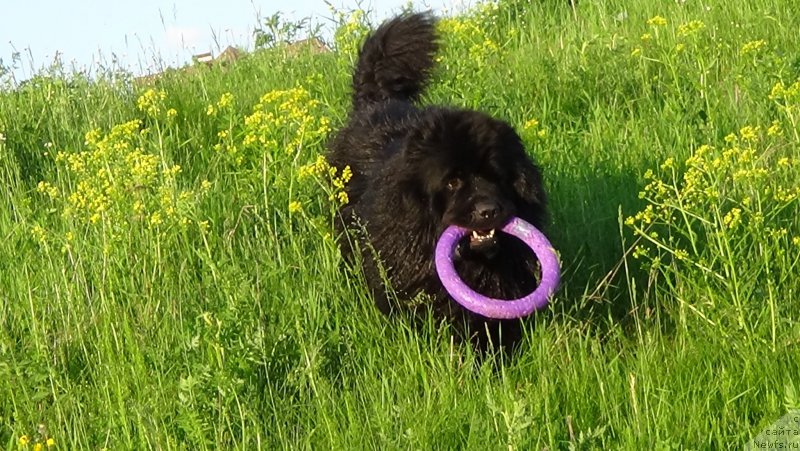 Фото: ньюфаундленд Sent Djons Optimus Prime (Сент Джонс Оптимус Прайм)