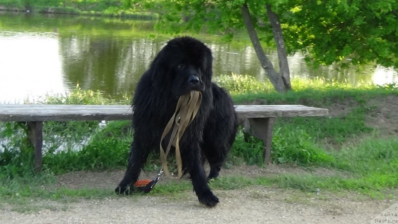 Фото: ньюфаундленд Sent Djons Optimus Prime (Сент Джонс Оптимус Прайм)