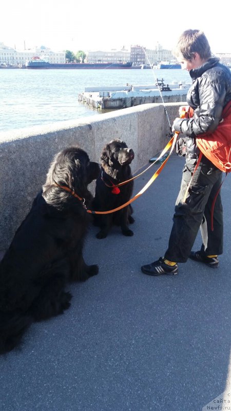 Фото: ньюфаундленд Tsinnamon Bel' Fra Sharmel iz Arkaima (Циннамон БельФра Шармэль из Аркаима), ньюфаундленд Belkonder-Club Bella Renaissance (Белкондер-Клаб Белла Ренессанс), Natal'ya Selezneva (Наталья Селезнева)