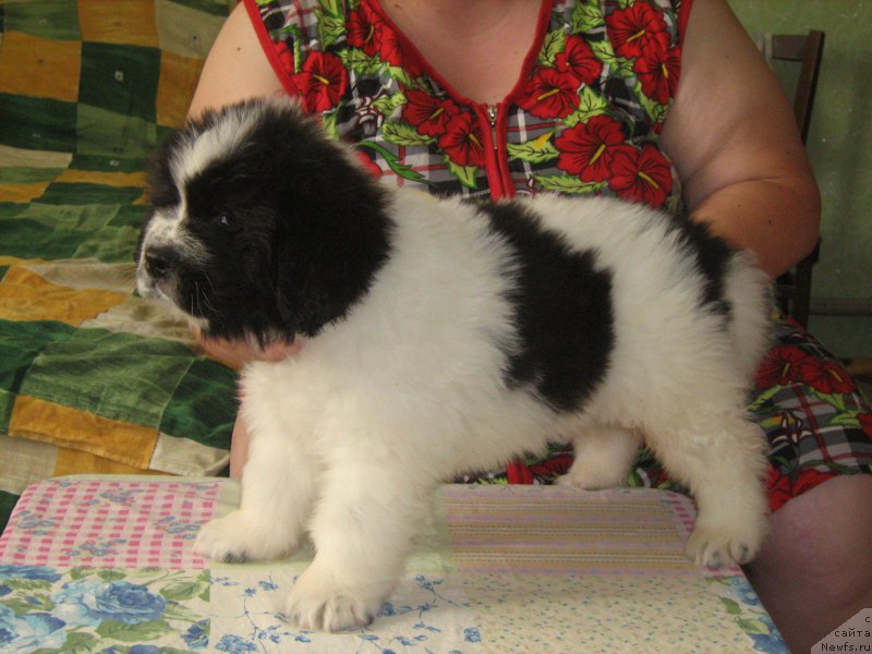 Фотография № 209237