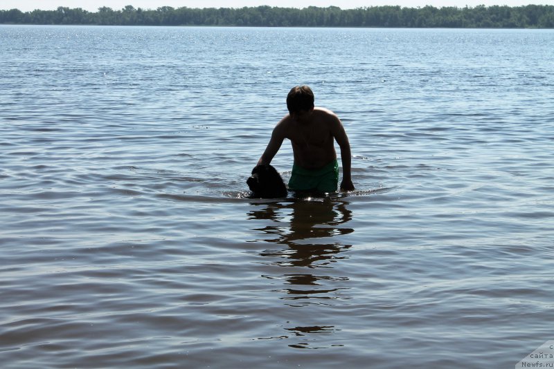 Фото: ньюфаундленд CHernyiy Balu Zaznoba Dushi Moey (Черный Балу Зазноба Души Моей)