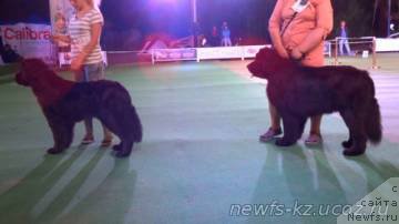 Фото: ньюфаундленд N'yufort Divnaya Diana (Ньюфорт Дивная Диана)