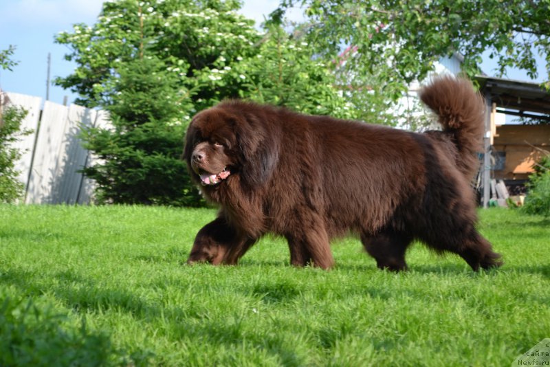 Фото: ньюфаундленд Aquatoriya Kelvin Riverdance (Акватория Келвин Риверданс)