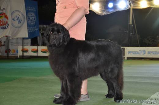 Фото: ньюфаундленд N'yufort Divnaya Diana (Ньюфорт Дивная Диана), ньюфаундленд N'yufort Divnaya Diana (Ньюфорт Дивная Диана)
