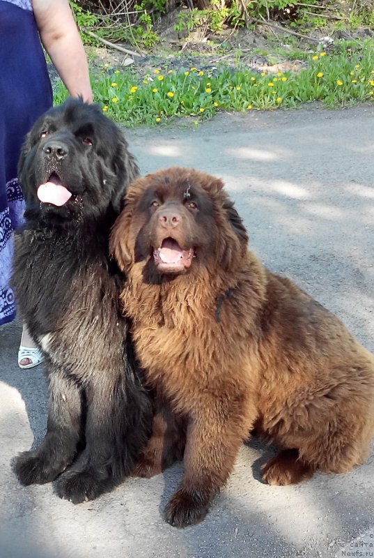 Фото: ньюфаундленд Brownblood MSK Sabina Ester (Браунблад МСК Сабина Эстер)