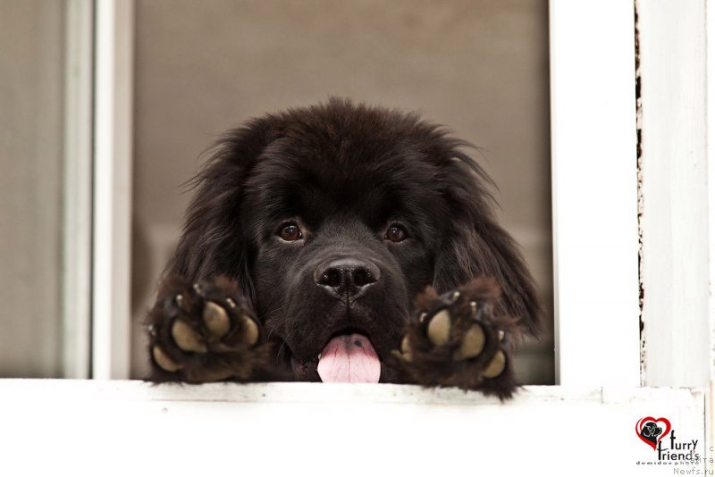 Фото: ньюфаундленд Belkonder-Club Bianca Marussia (Белкондер-Клаб Бьянка Маруша)