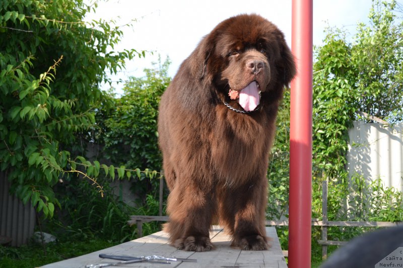 Фото: ньюфаундленд Aquatoriya Kelvin Riverdance (Акватория Келвин Риверданс)