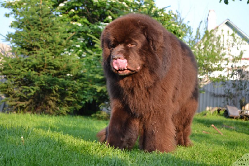 Фото: ньюфаундленд Aquatoriya Kelvin Riverdance (Акватория Келвин Риверданс)