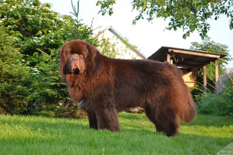 Фото: ньюфаундленд Aquatoriya Kelvin Riverdance (Акватория Келвин Риверданс)