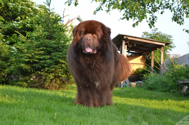 Фото: ньюфаундленд Aquatoriya Kelvin Riverdance (Акватория Келвин Риверданс)