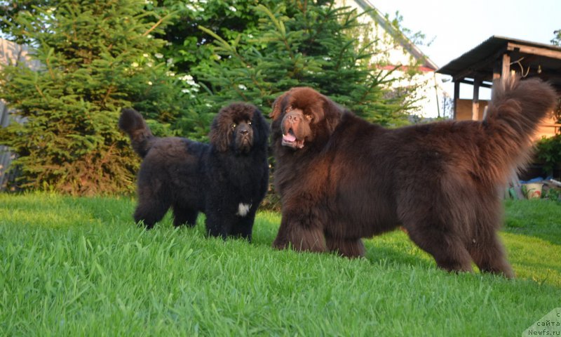 Фото: ньюфаундленд Talisman Morya La-Valetta (Талисман Моря Ла-Валетта), ньюфаундленд Aquatoriya Kelvin Riverdance (Акватория Келвин Риверданс)
