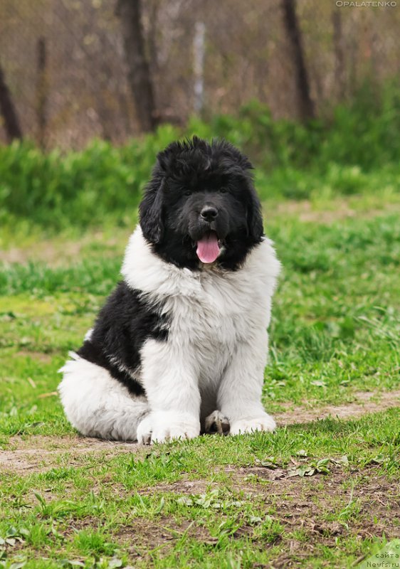 Фото: ньюфаундленд Special Girl (Специал Герл)