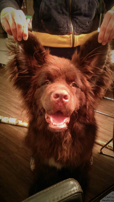 Фото: ньюфаундленд Funnewf Akvilon (Фанньюф Аквилон)