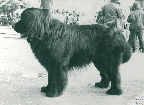 Фото: ньюфаундленд Ja Ringo Ger Wolf (Я Ринго Гер Вольф)