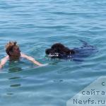 Фото: ньюфаундленд Sting Vanderful Sindi (Стинг Вандерфул Синди)