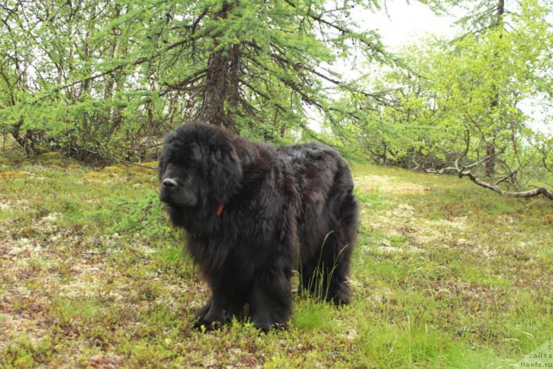 Фото: ньюфаундленд Fortuna of Giant's Island