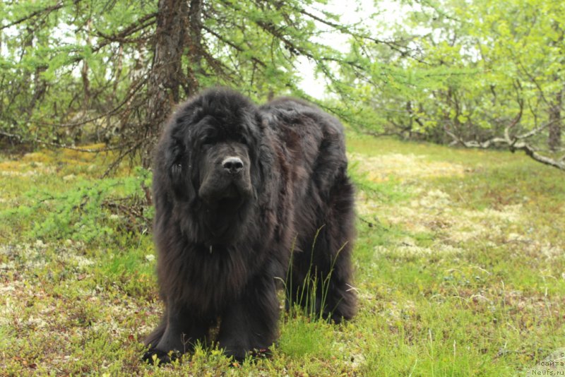 Фото: ньюфаундленд Fortuna of Giant's Island