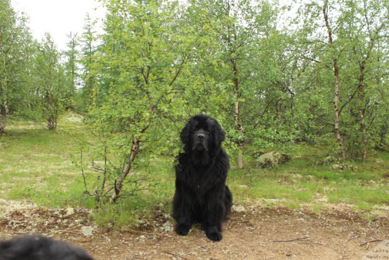 Фото: ньюфаундленд Gloriya Grand Blek (Глория Гранд Блек)