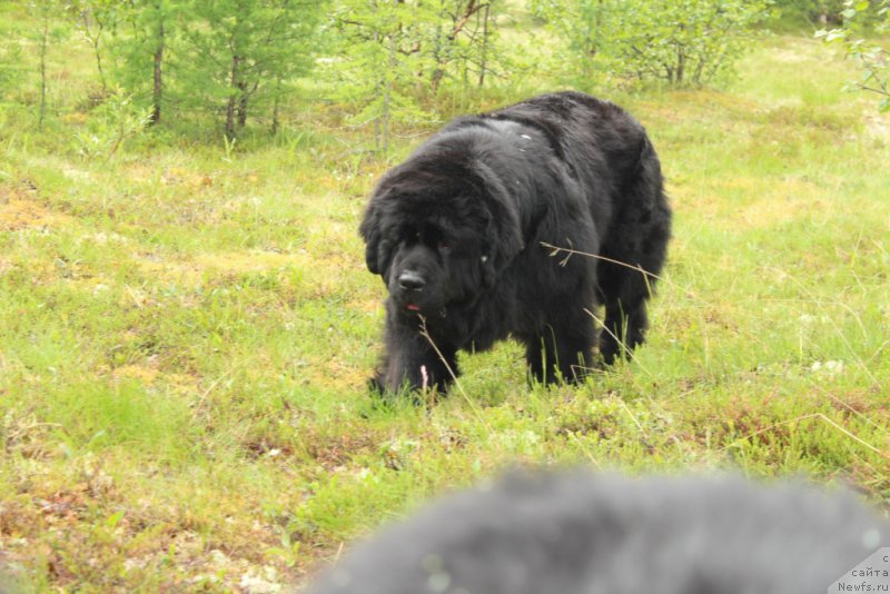 Фото: ньюфаундленд YAntarnaya Mechta (Янтарная Мечта)