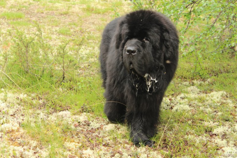 Фото: ньюфаундленд Beguschaya po Volnam Zero Kool (Бегущая по Волнам Зеро Коол)
