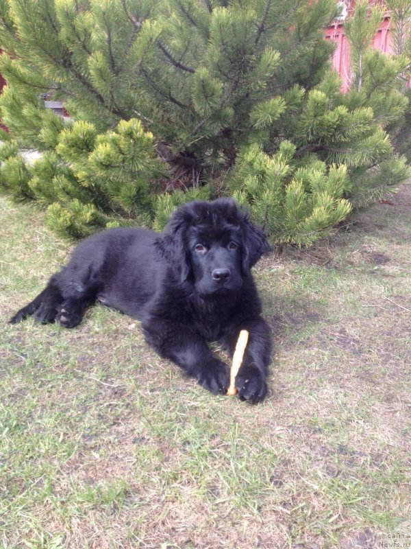 Фото: ньюфаундленд Sazerlend Marni Lauder (Сазерленд Марни Лаудер)