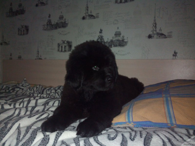 Фото: ньюфаундленд Braunblad MSK Berta Lenora (Браунблад МСК Берта Ленора), ньюфаундленд Braunblad MSK Berta Lenora (Браунблад МСК Берта Ленора)