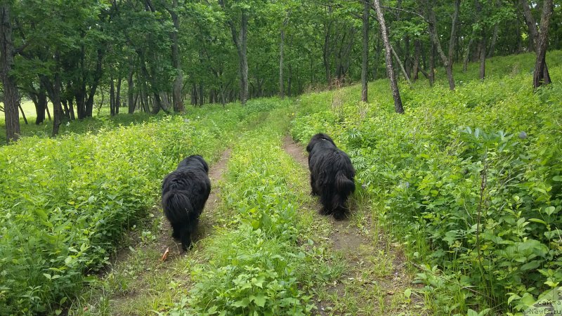 Фото: ньюфаундленд Nessi Blyek s  Lesnoy Zaimki (Несси Блэк с  Лесной Заимки), ньюфаундленд Super Premium Merlin Monro (Супер Премиум Мерлин Монро)