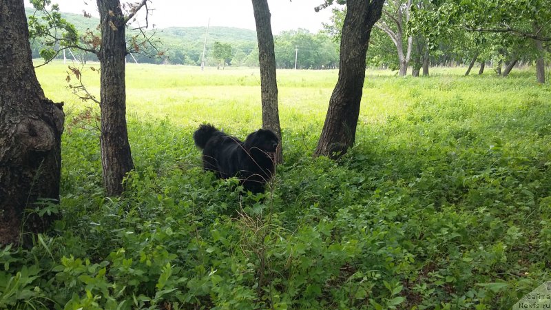 Фото: ньюфаундленд Nessi Blyek s  Lesnoy Zaimki (Несси Блэк с  Лесной Заимки)