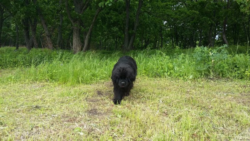 Фото: ньюфаундленд Super Premium Merlin Monro (Супер Премиум Мерлин Монро)