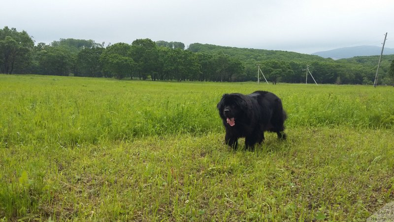 Фото: ньюфаундленд Nessi Blyek s  Lesnoy Zaimki (Несси Блэк с  Лесной Заимки)