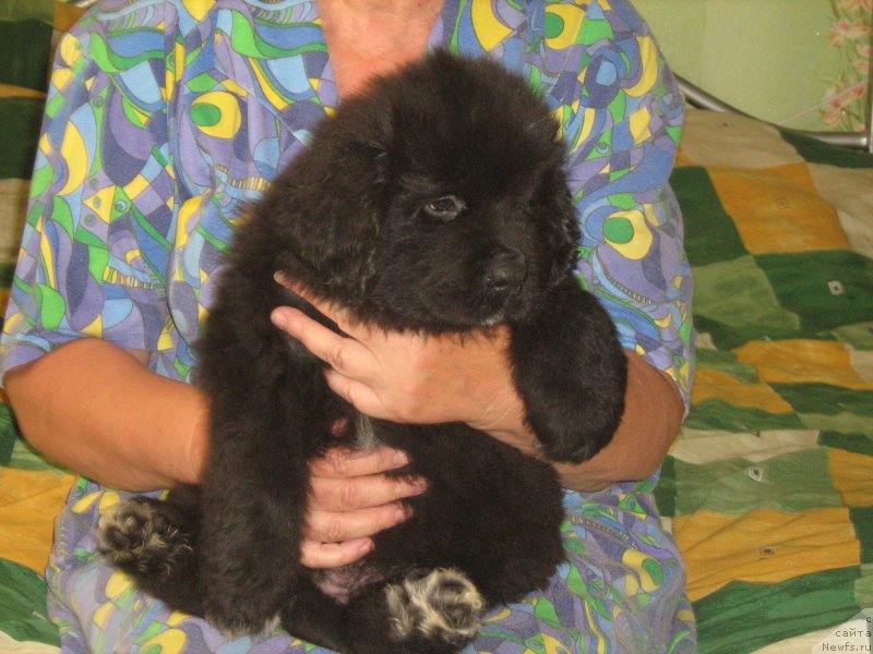 Фотография № 209332