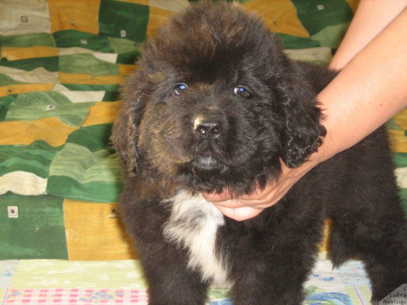 Фотография № 209333