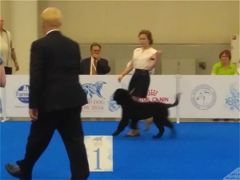 Фото: ньюфаундленд Parki is Antagrada (Парки из Антаграда)