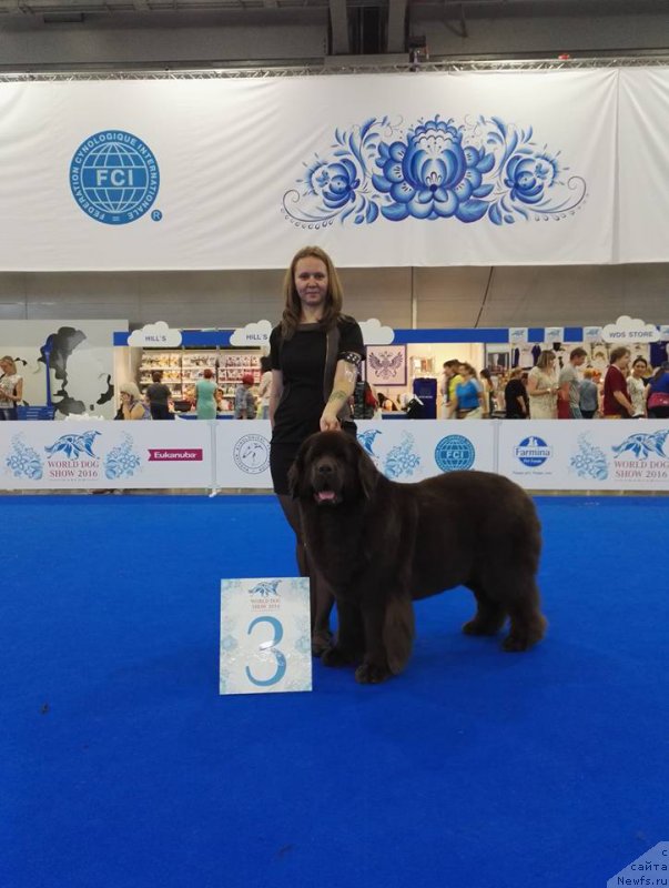 Фото: ньюфаундленд Chernyi Sharm Angel'skaya Krasota (Черный Шарм Ангельская Красота), Tat'yana Rozanova (Татьяна Розанова)