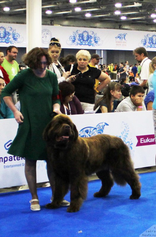Фото: ньюфаундленд Brownblood MSK Hakim Gold Haydar (Браунблад МСК Хаким Голд Хайдар)