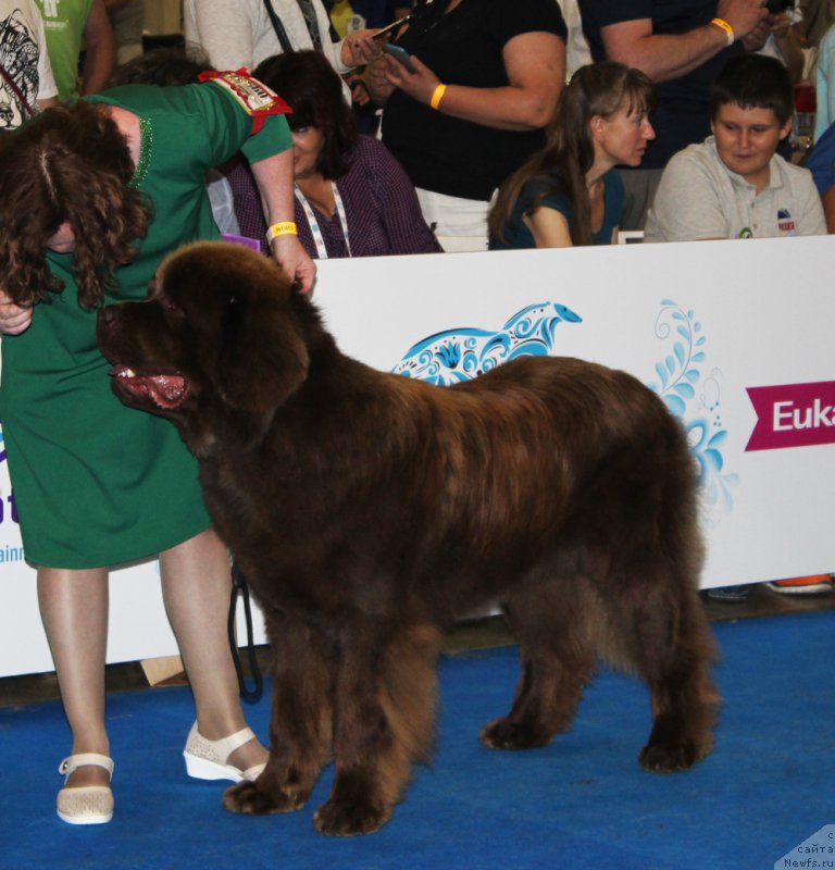 Фото: ньюфаундленд Brownblood MSK Hakim Gold Haydar (Браунблад МСК Хаким Голд Хайдар)