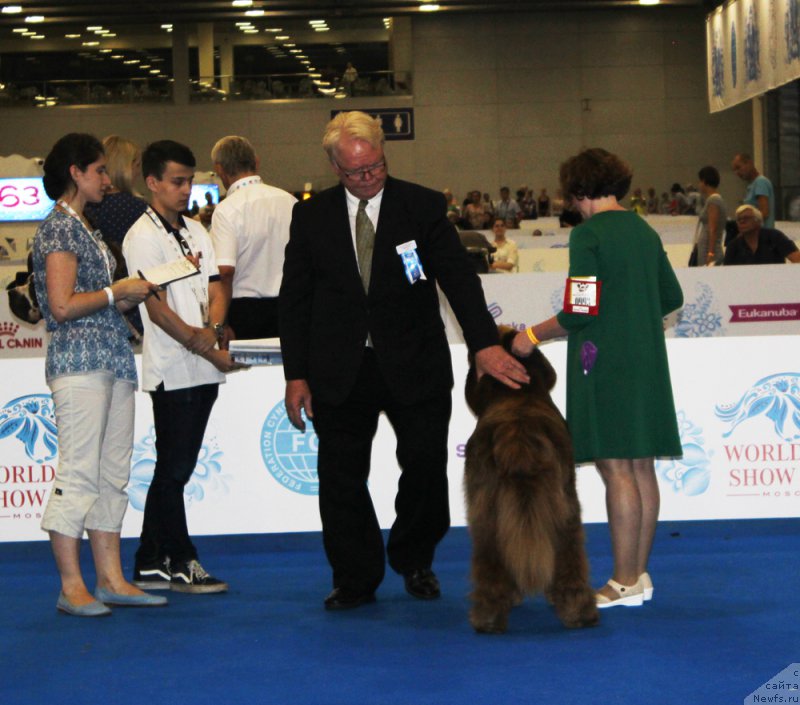 Фото: ньюфаундленд Brownblood MSK Hakim Gold Haydar (Браунблад МСК Хаким Голд Хайдар)