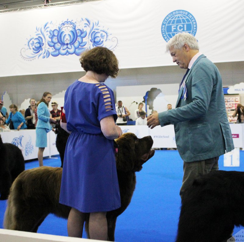 Фото: ньюфаундленд Brownblood MSK Hakim Gold Haydar (Браунблад МСК Хаким Голд Хайдар)