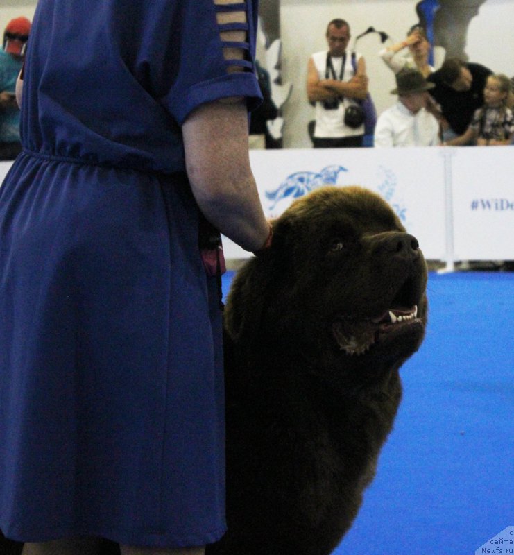 Фото: ньюфаундленд Brownblood MSK Hakim Gold Haydar (Браунблад МСК Хаким Голд Хайдар)