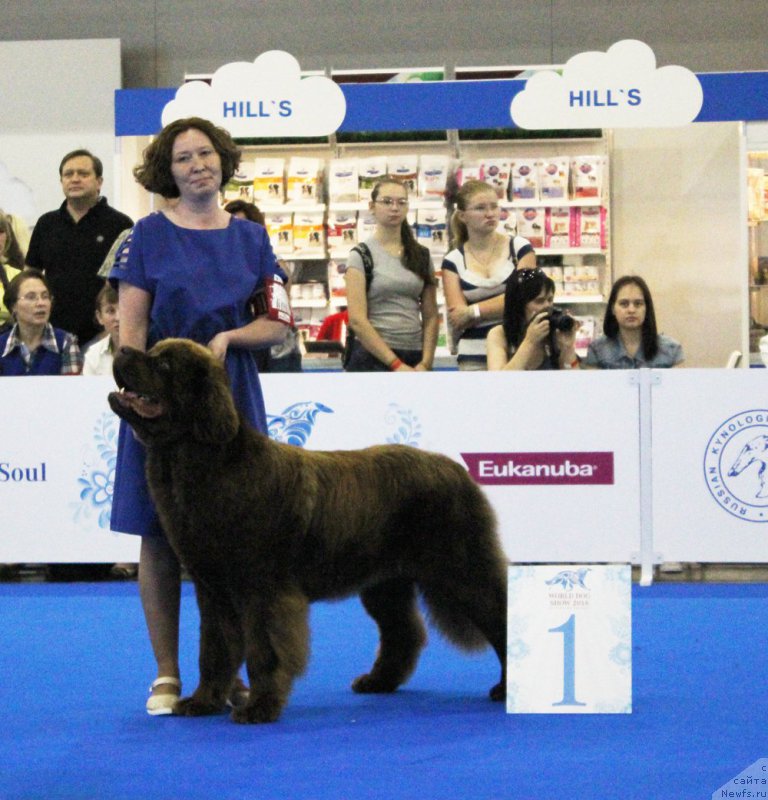 Фото: ньюфаундленд Brownblood MSK Hakim Gold Haydar (Браунблад МСК Хаким Голд Хайдар)
