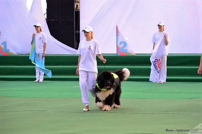 Фото: ньюфаундленд Super Premium Rio de Janeiro (Супер Премиум Рио де Жанейро)