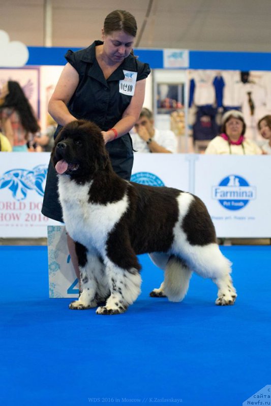 Фото: ньюфаундленд Sent Djons Una Fortuna (Сент Джонс Уна Фортуна)