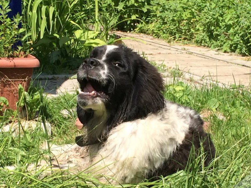 Фото: ньюфаундленд Bering ot Karel'skih Medvedey (Беринг от Карельских Медведей)