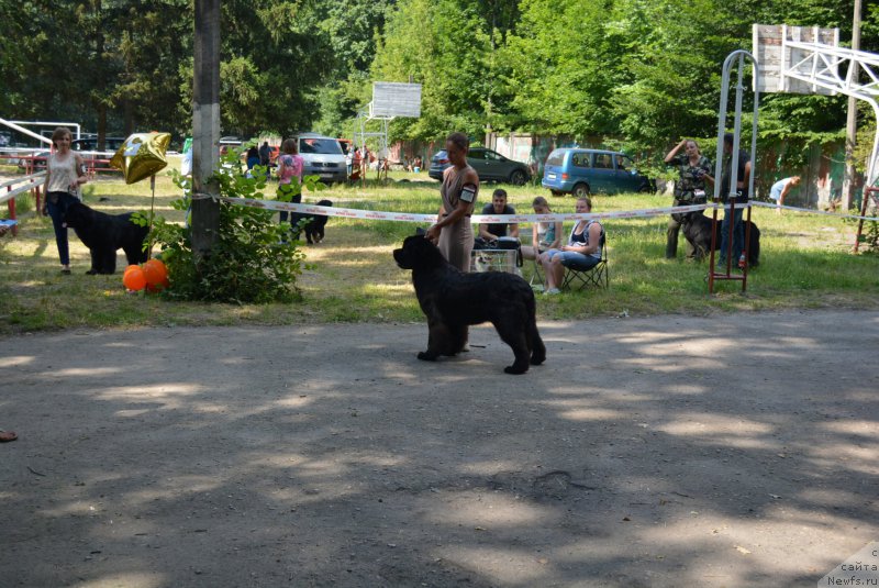 Фото: Anna Pronskaya (Анна Пронская), ньюфаундленд Belkonder-Club Black Baileys (Белкондер-Клаб Блэк Бейлиз)